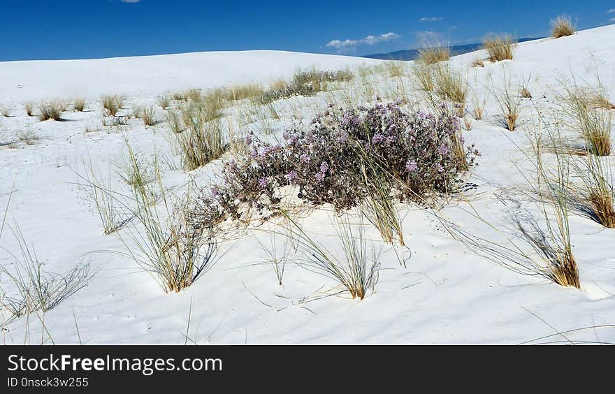 Ecosystem, Winter, Snow, Freezing