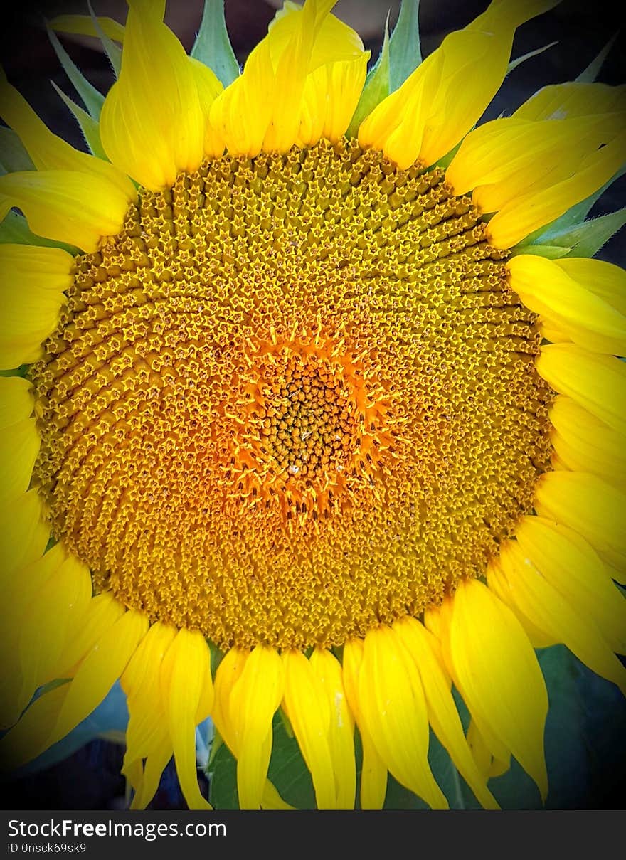 Flower, Sunflower, Yellow, Sunflower Seed