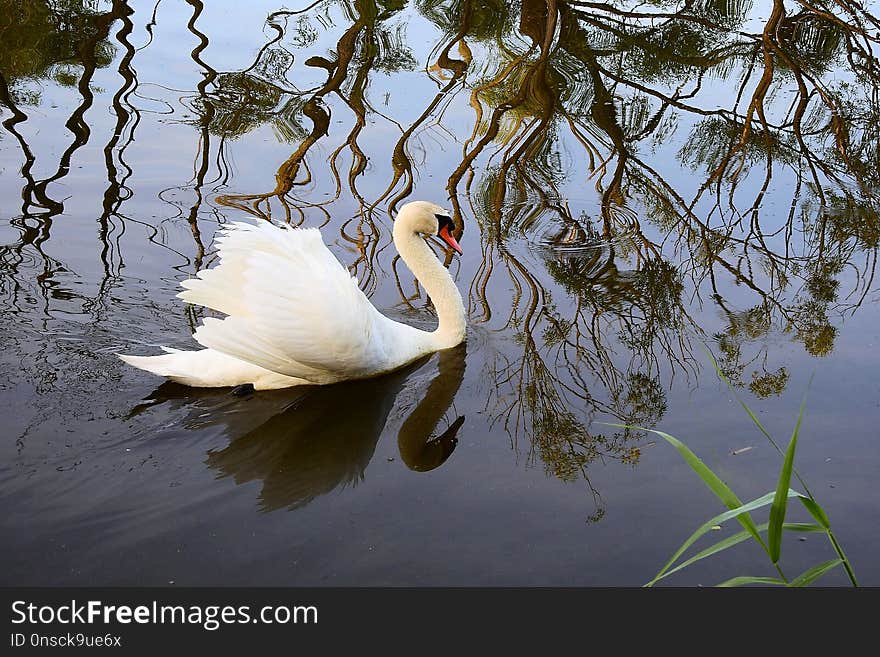 Bird, Water, Reflection, Fauna