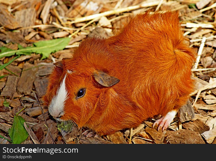 Fauna, Guinea Pig, Rodent, Snout