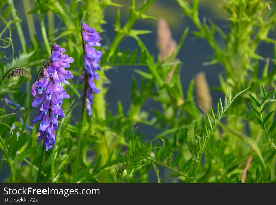 Plant, Hyssopus, Grass, Lupin