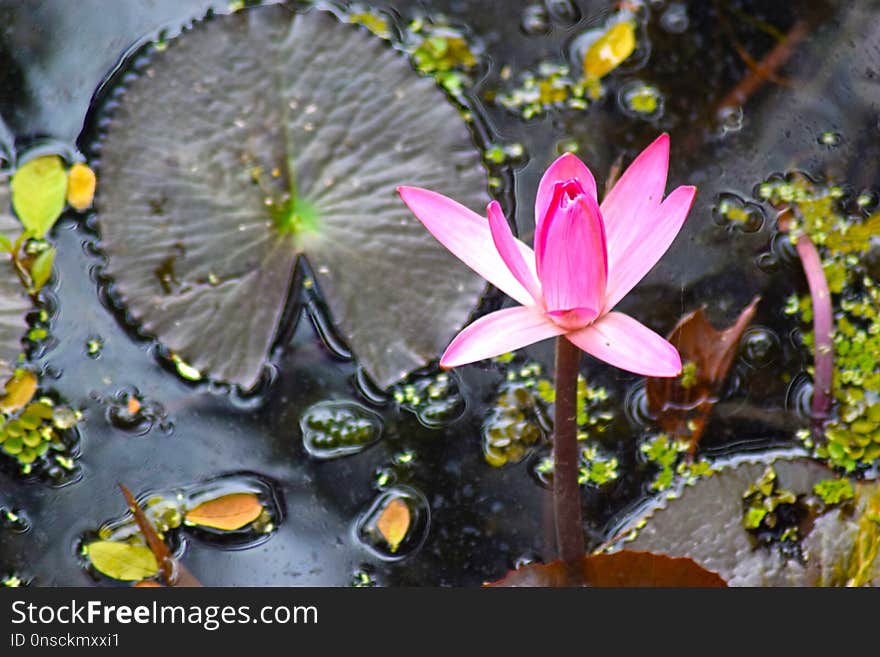 Flora, Flower, Water, Plant