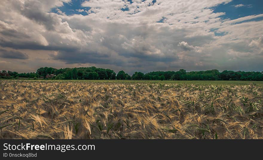 Sky, Field, Crop, Grass Family