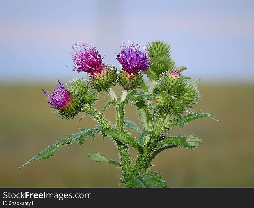 Silybum, Plant, Thistle, Flower