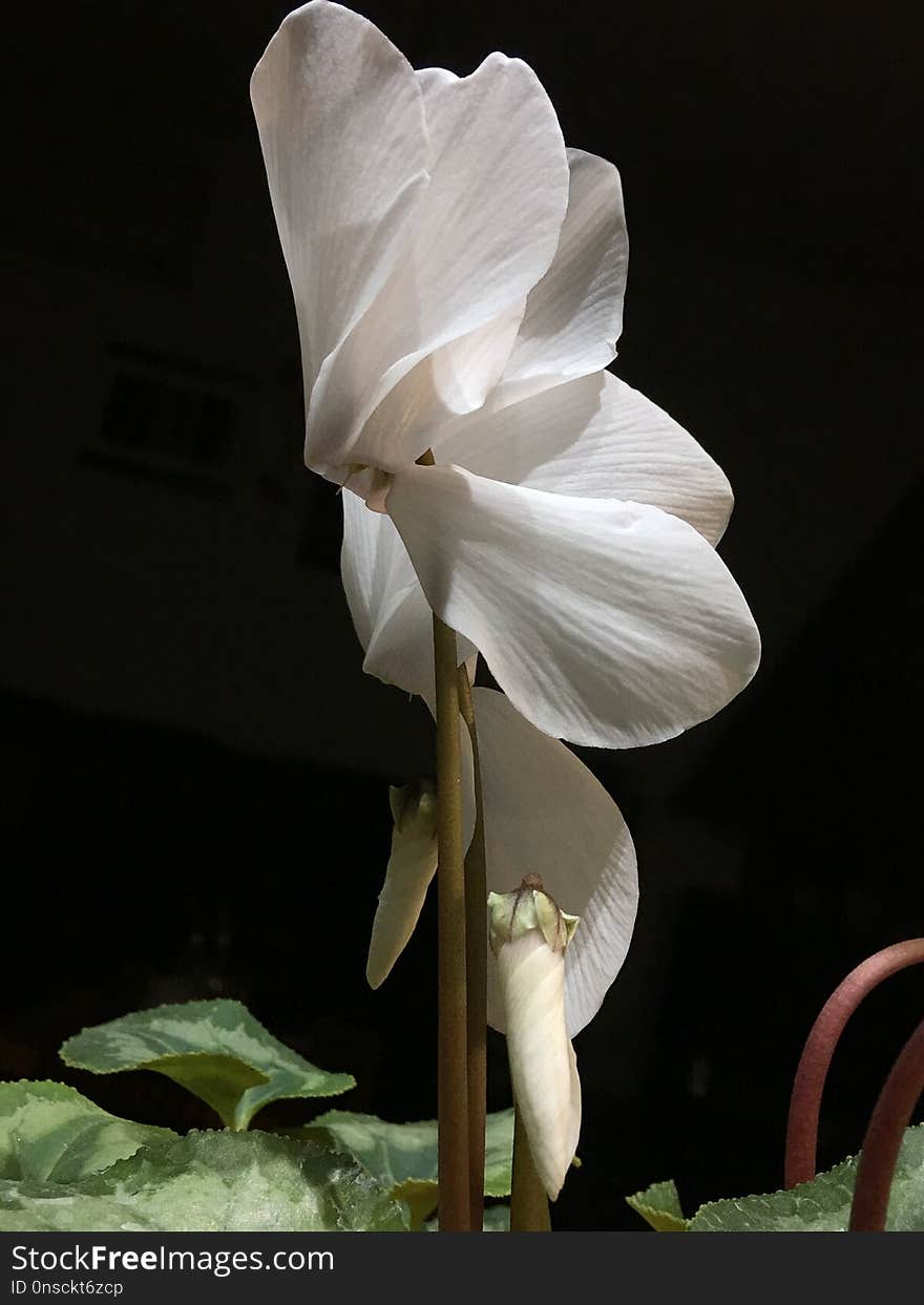 Flower, Plant, White, Flowering Plant