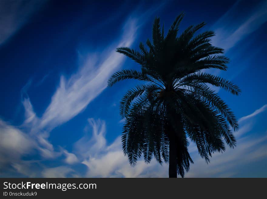 Sky, Cloud, Palm Tree, Arecales