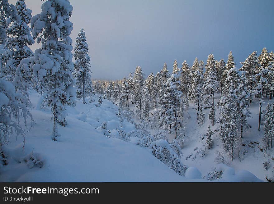 Snow, Winter, Nature, Tree