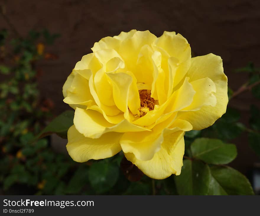 Flower, Rose Family, Yellow, Rose