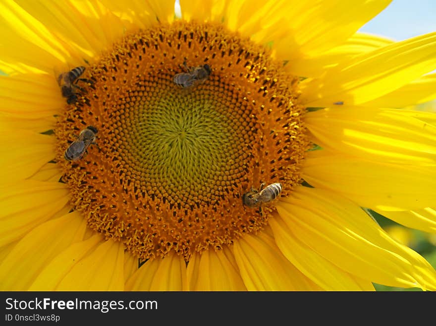 Sunflower, Flower, Yellow, Honey Bee