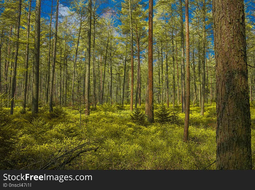 Ecosystem, Temperate Broadleaf And Mixed Forest, Spruce Fir Forest, Nature