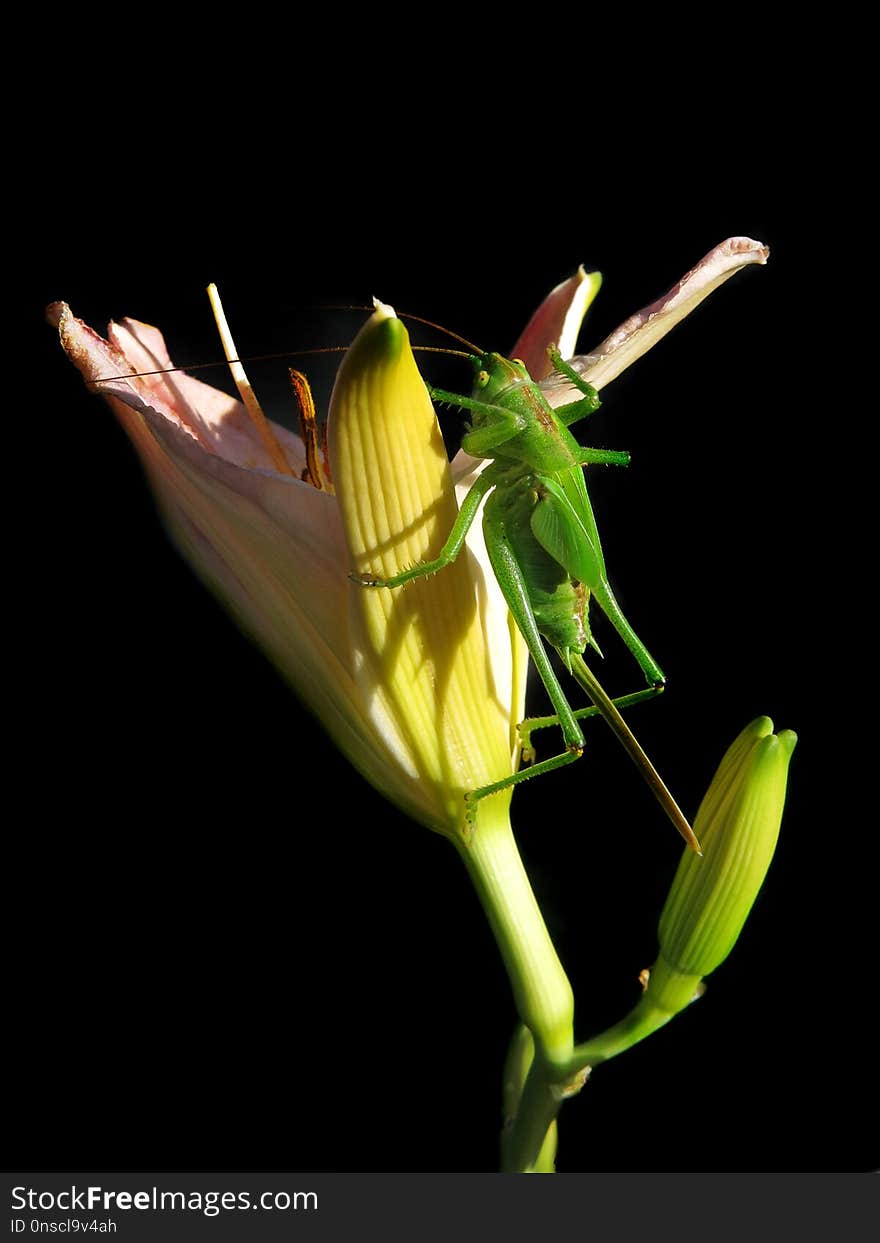 Flower, Flora, Plant, Plant Stem