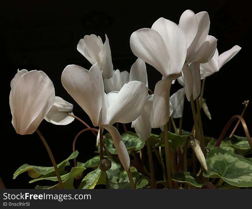 Flower, Plant, White, Flowering Plant