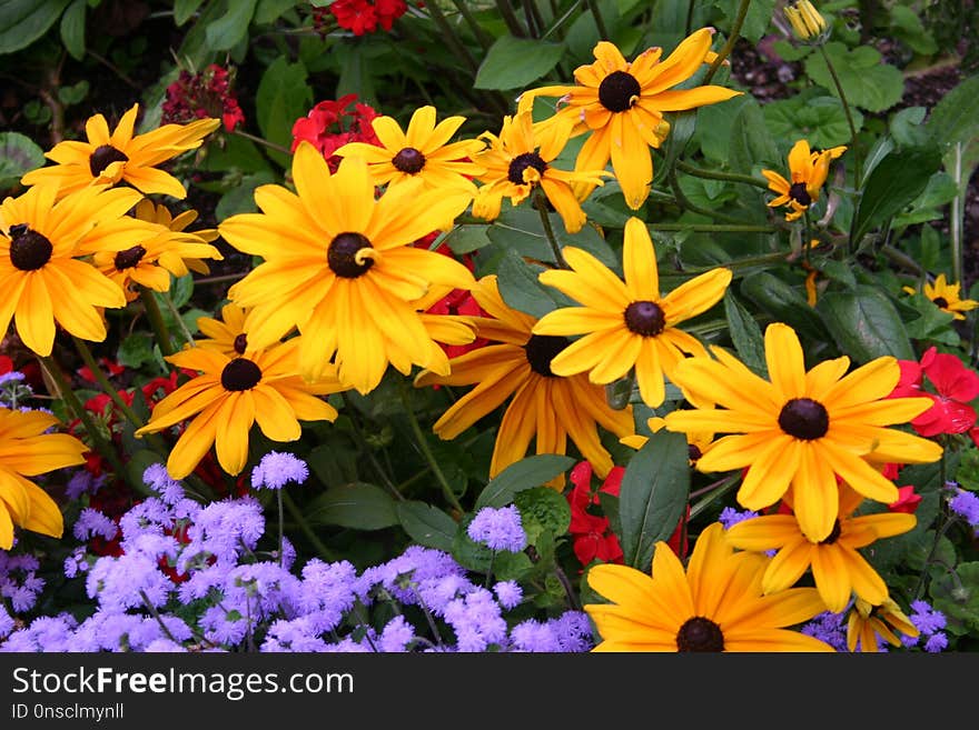 Flower, Plant, Wildflower, Annual Plant