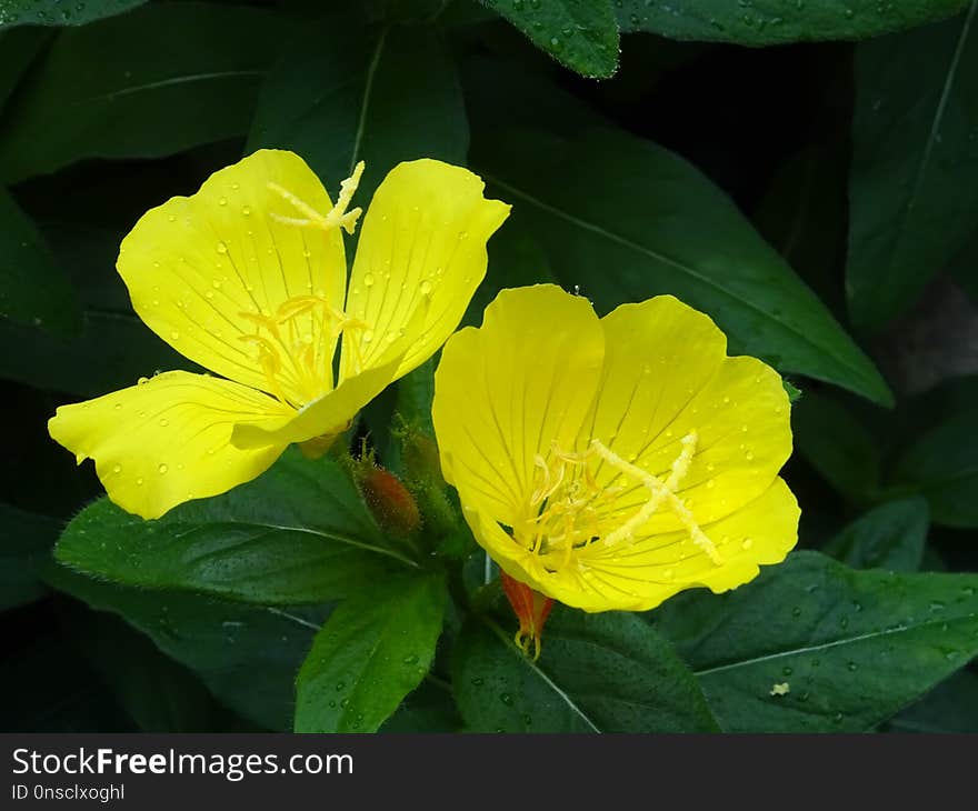 Flower, Yellow, Plant, Evening Primrose