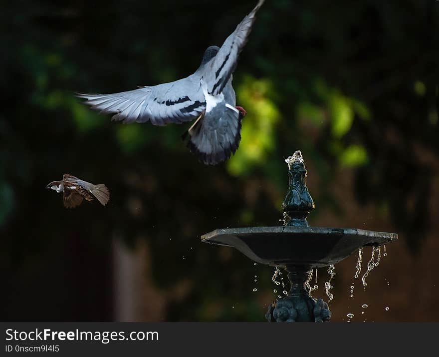 Bird, Fauna, Beak, Wing