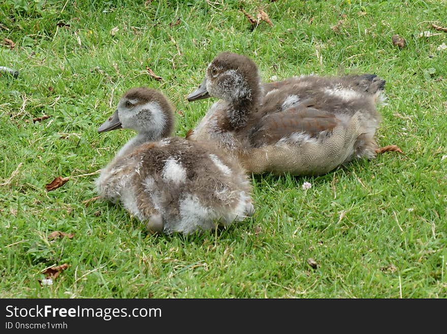 Bird, Fauna, Duck, Water Bird