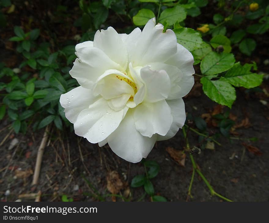 Flower, White, Plant, Rose Family