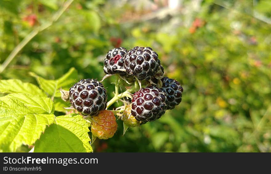 Berry, Blackberry, Raspberries Blackberries And Dewberries, Mulberry