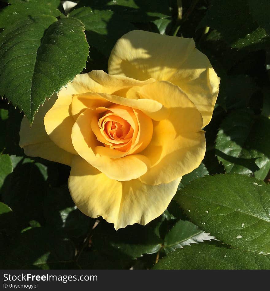 Flower, Rose, Rose Family, Yellow