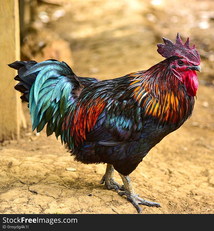 A colorful rooster with red cockscomb