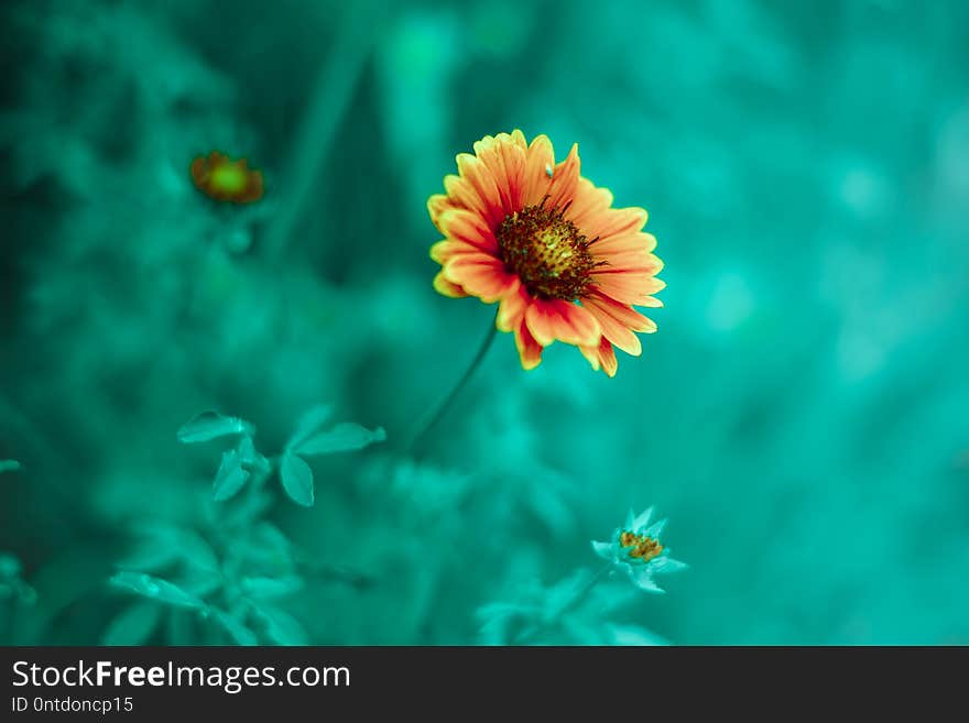 Orange flower rudbeckia in the summer garden