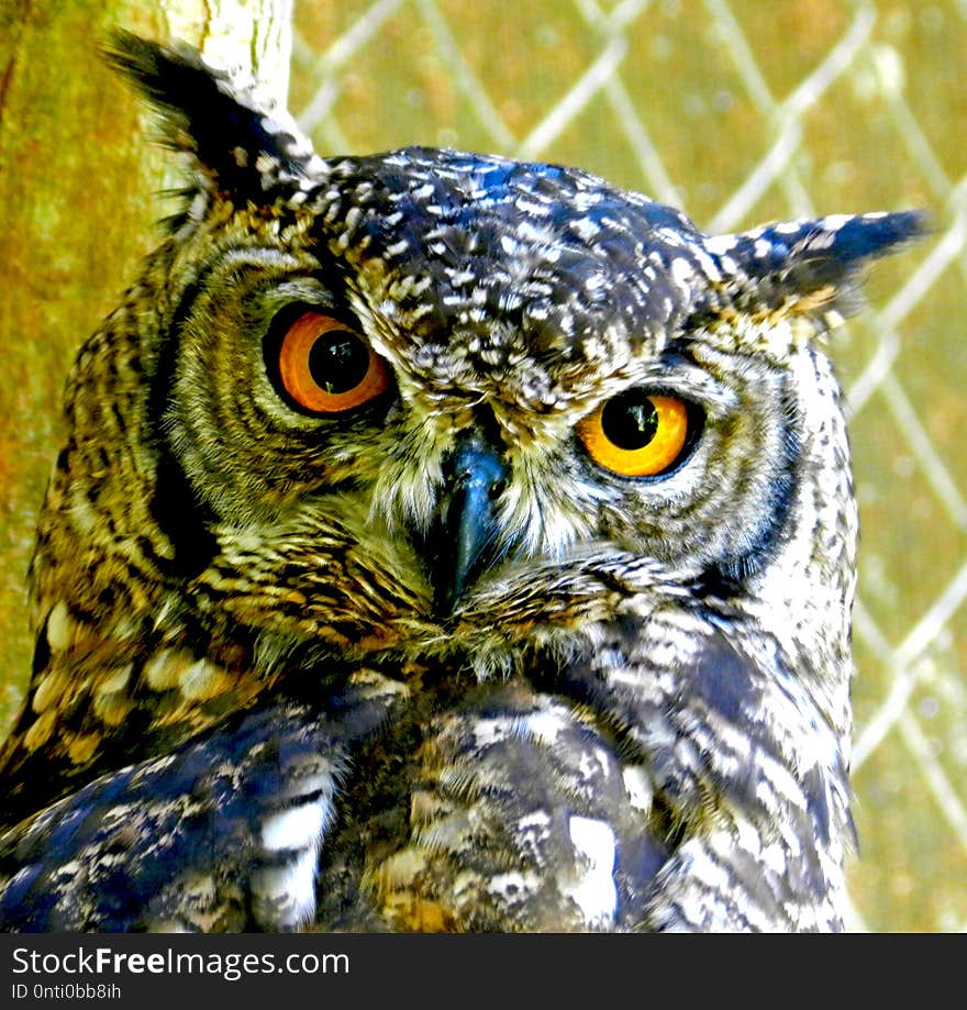 This owl watching the photographers move.