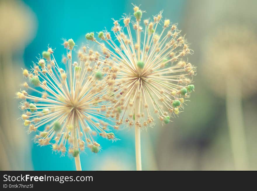 Two round spiky flowers seed head on a green background.