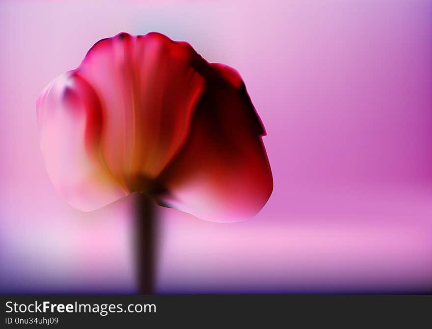 Precious red flower Tulip on a blurred gold background romantic Valentine`s day. Romantic and gentle abstract background