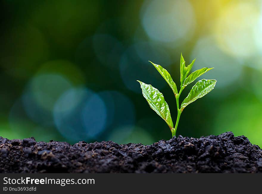 Development of seedling growth Planting seedlings young plant in the morning light on nature background