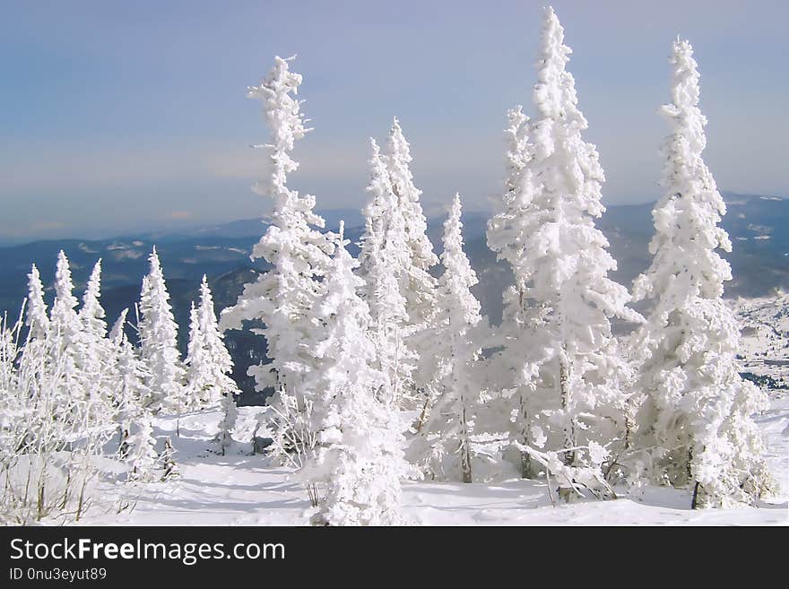 Sunlit slim spruces covered densely with white frost on a winter lovely day; panoramic view of vast mountain massif in blue haze. Sunlit slim spruces covered densely with white frost on a winter lovely day; panoramic view of vast mountain massif in blue haze