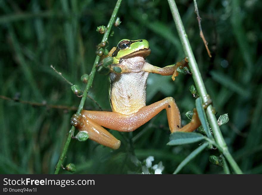 Tree frog on green leaf, Ukraine