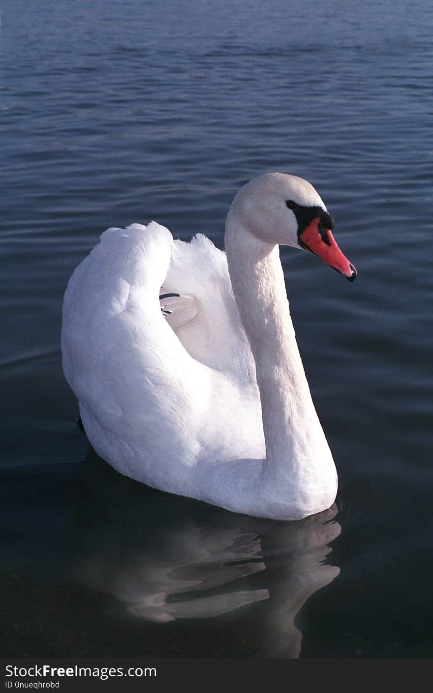 White swan with a red beak floating on the water. Birds of Europe