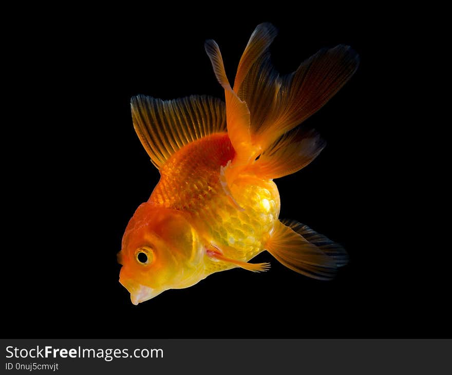 Goldfish Isolated On Black Background