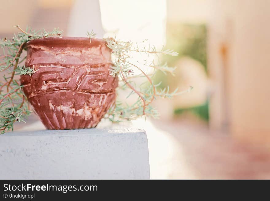 Baked clay vase pot with ornament and plant growing in it in sunset sunlight. Copy space