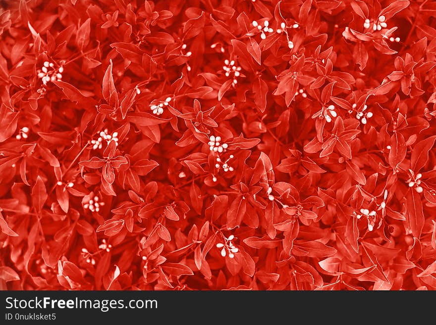 Background made of fresh leaves toned coral color. Color of the 2019 year