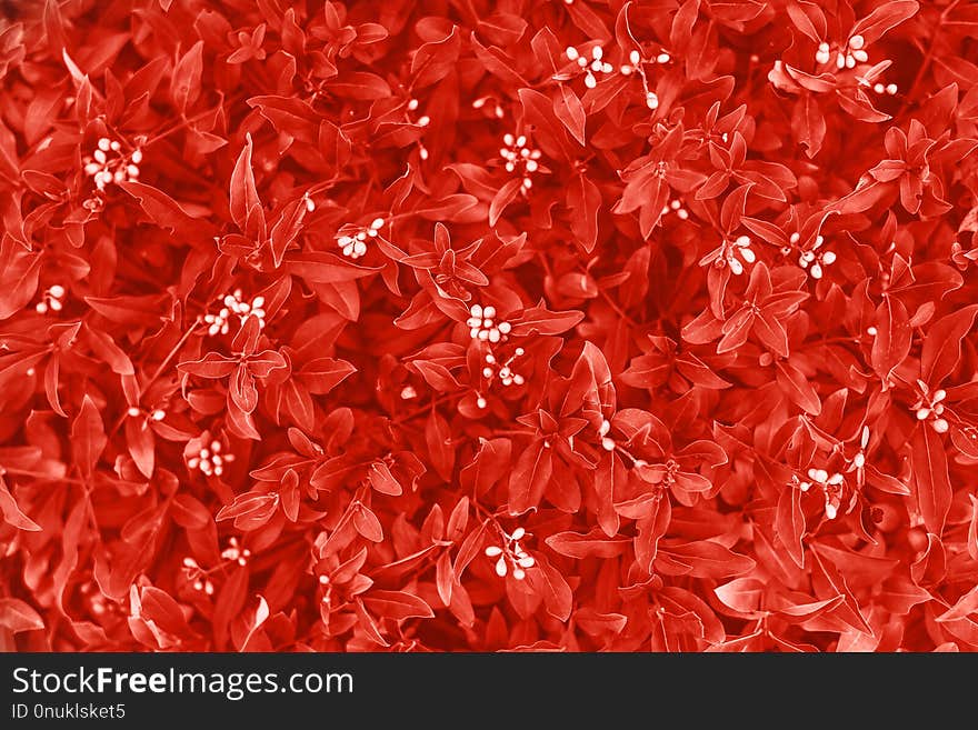 Background Made Of Fresh Leaves Toned Coral Color