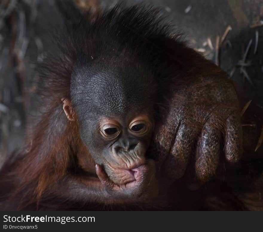 The little touching baby calf of the orangutan on the mother’s huge hand, the cheerful hair of the baby, the hair upright. Cub thoughtfully sucks a finger