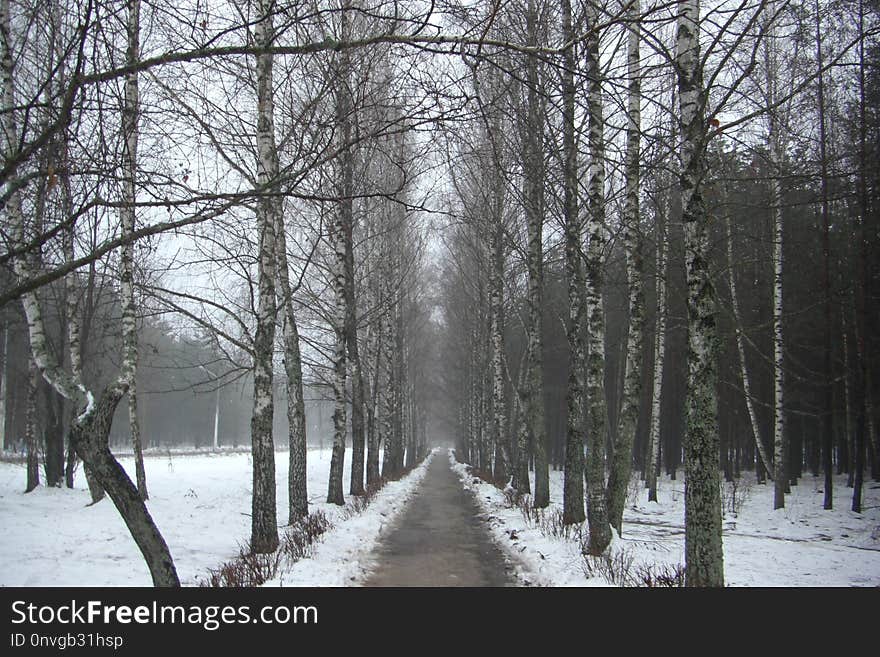 Snow, Winter, Tree, Woody Plant