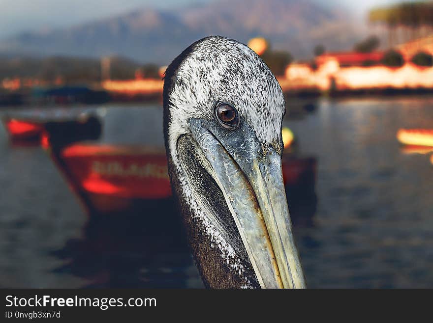 Beak, Pelican, Water, Bird