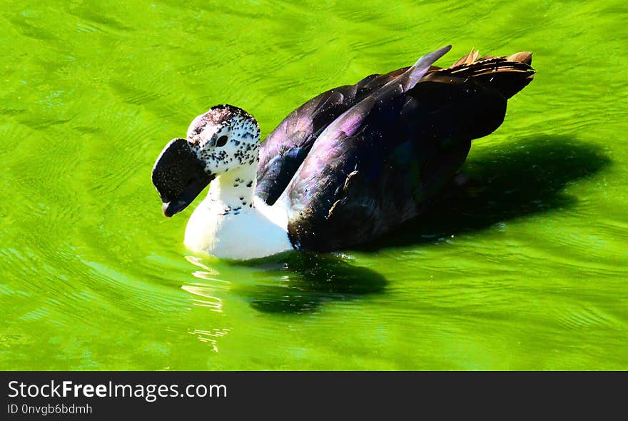 Fauna, Water, Water Bird, Beak