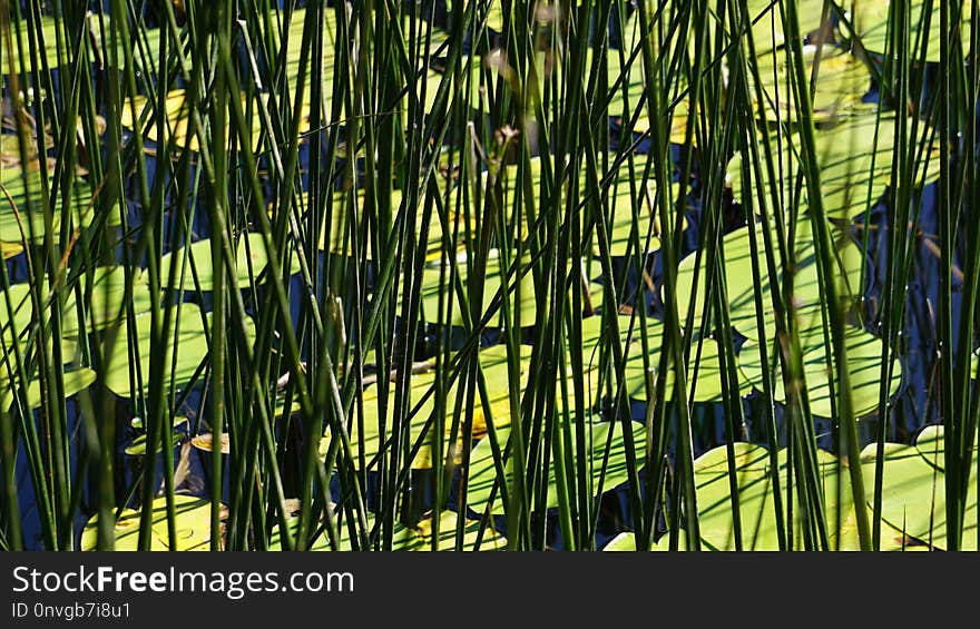 Green, Grass, Vegetation, Plant