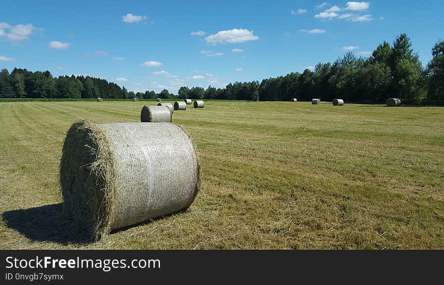 Field, Grassland, Hay, Pasture