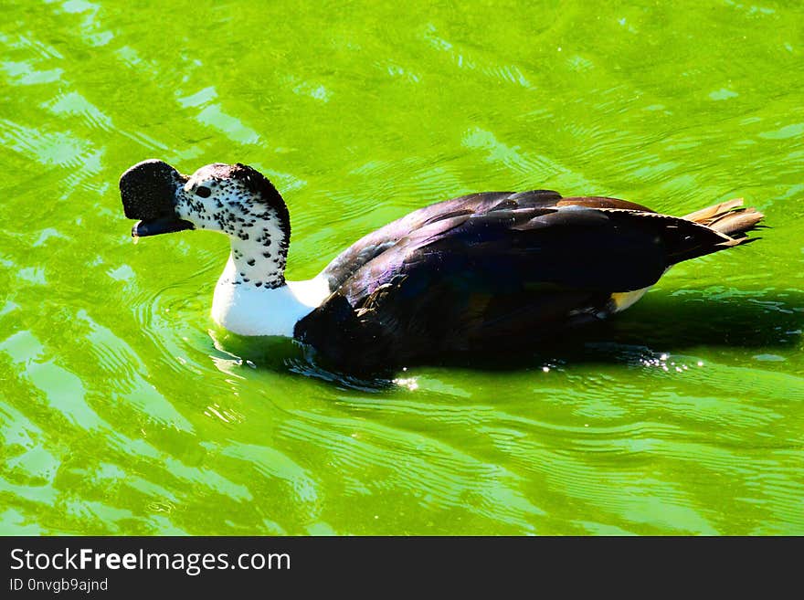 Duck, Bird, Water Bird, Water