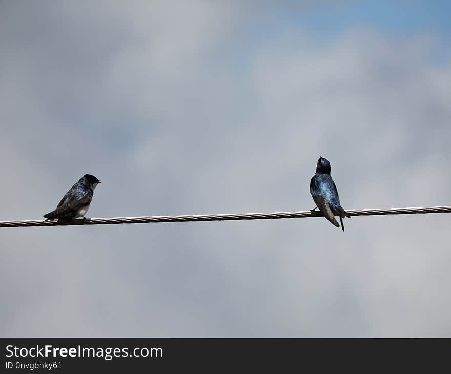 Bird, Sky, Fauna, Swallow