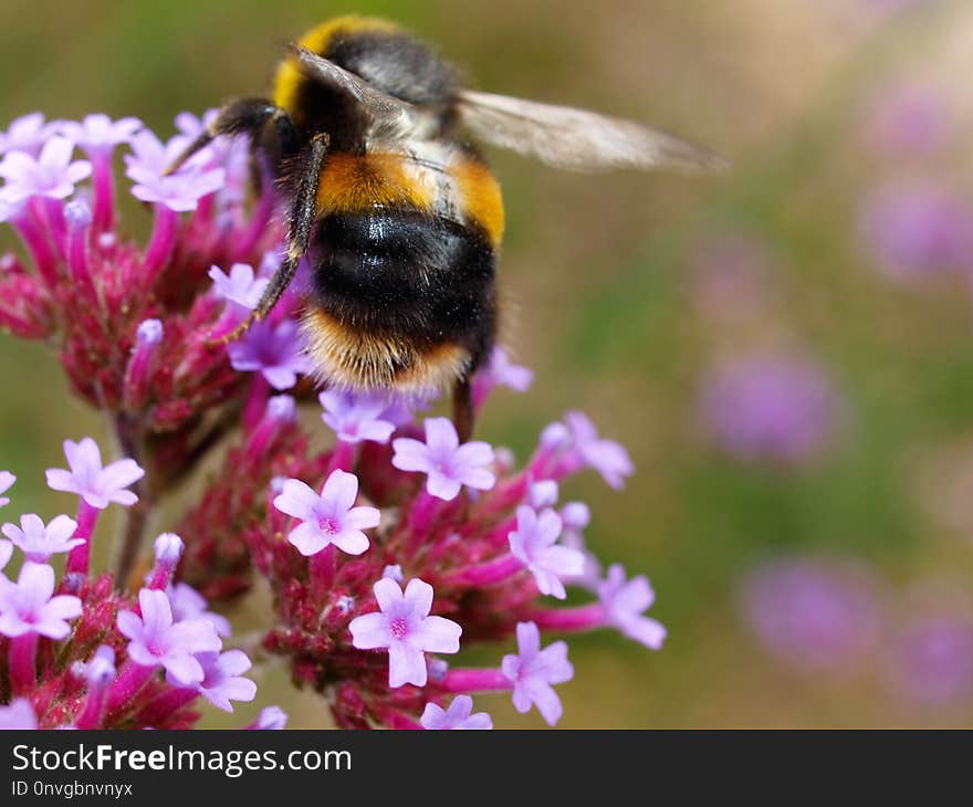 Bee, Bumblebee, Honey Bee, Nectar