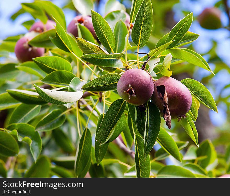 Plant, Fruit, Fruit Tree, Tree