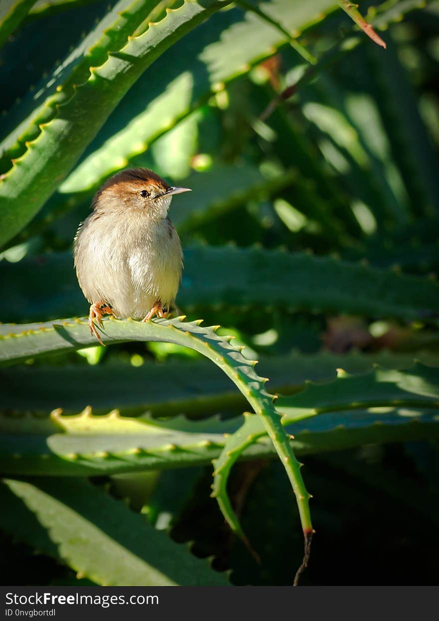 Bird, Fauna, Beak, Leaf