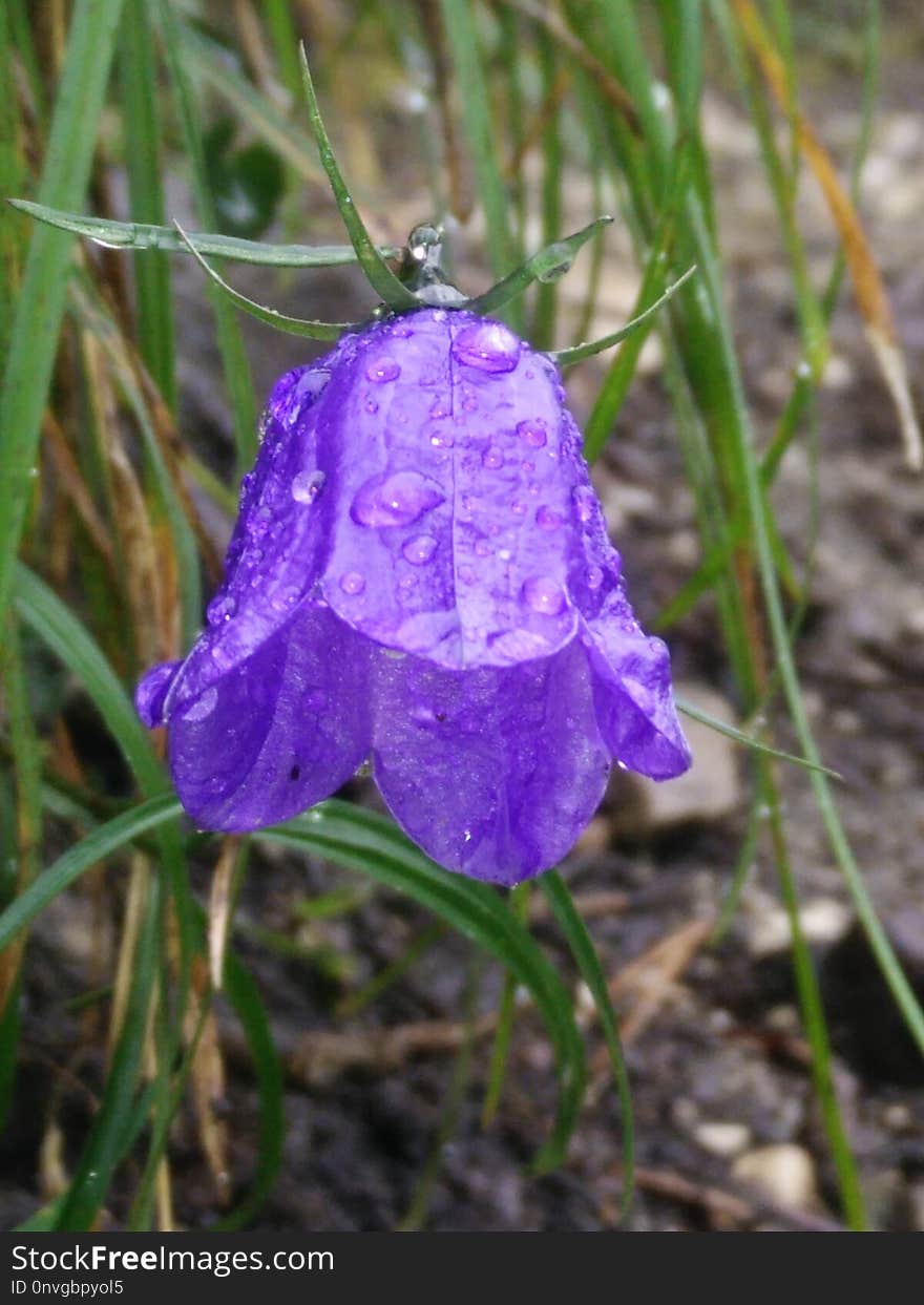 Flower, Flora, Plant, Harebell