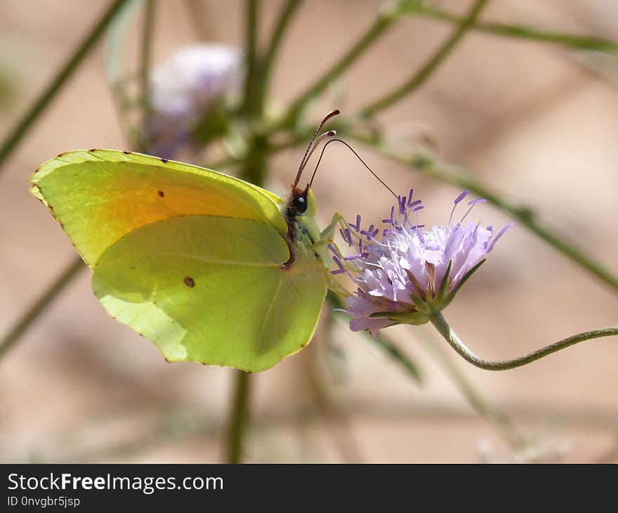 Butterfly, Insect, Moths And Butterflies, Brush Footed Butterfly