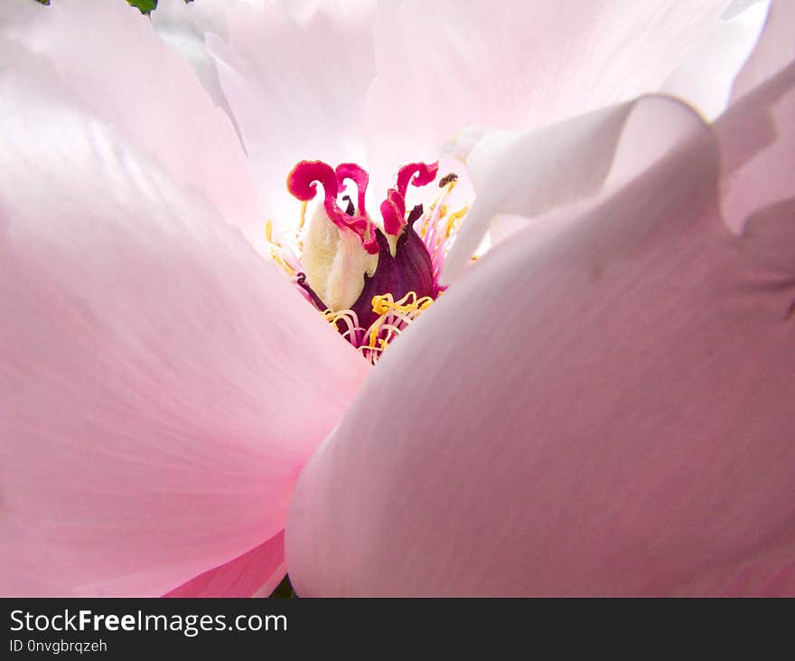 Flower, Pink, Petal, Flowering Plant